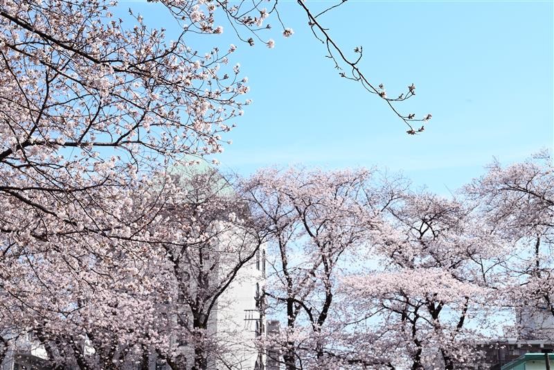 弊社周辺の桜スポット
