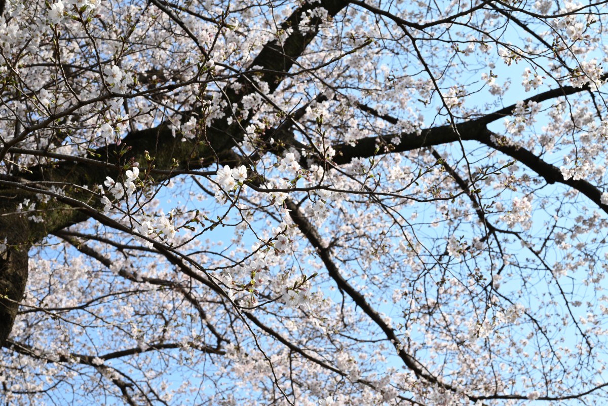 弊社周辺の桜スポット