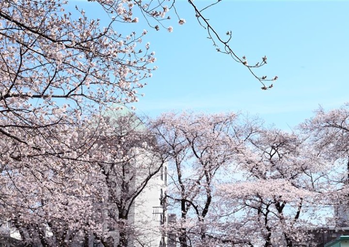 弊社周辺の桜スポット